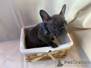 Photo №1. bouledogue - à vendre en ville de Berlin | négocié | Annonce №115814