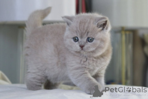 Photo №3. Chatons Britse korthaar super chattige. Belgique