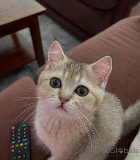 Photo №1. british shorthair - à vendre en ville de Julianstown | négocié | Annonce № 155688