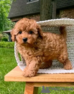 Photo №1. caniche (jouet) - à vendre en ville de Athènes | négocié | Annonce №169454