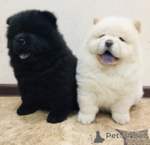 Photo №1. chow-chow - à vendre en ville de Romeno | négocié | Annonce №157927