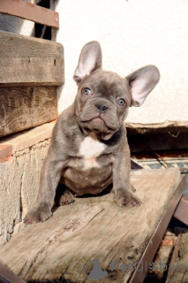 Photo №3. Bouledogue français, chiots exotiques. Serbie