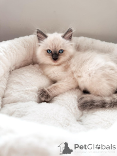 Photo №1. ragdoll - à vendre en ville de Dresde | négocié | Annonce № 169403