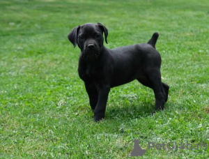 Photo №1. boerboel - à vendre en ville de Антверпен | 320€ | Annonce №124200