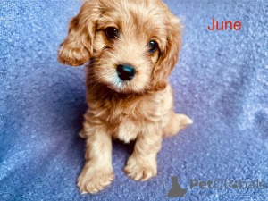 Photo №4. Je vais vendre cavalier king charles spaniel en ville de Villard. éleveur - prix - 400€