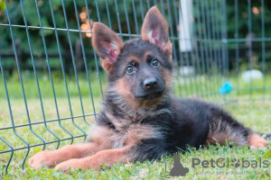 Photos supplémentaires: Chiots berger allemand