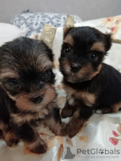 Photo №4. Je vais vendre biewer yorkshire terrier, yorkshire terrier en ville de Vilnius. annonce privée, éleveur - prix - 450€