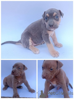 Photo №1. bull terrier - à vendre en ville de Knjazevac | négocié | Annonce №175429
