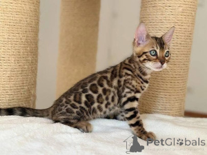 Photo №2 de l'annonce № 153255 de la vente bengal - acheter à Suède annonce privée