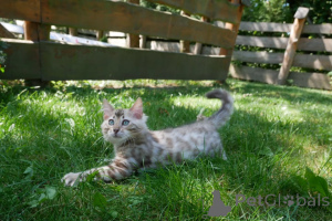 Photo №3. Chats du Bengal espiègles, intelligents, actifs et affectueux. Allemagne