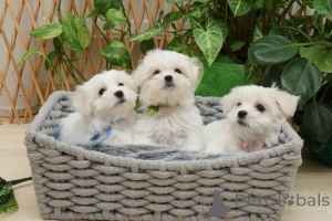 Photo №1. bichon maltais - à vendre en ville de Zrénjanin | négocié | Annonce №152171
