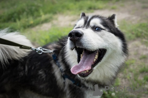 Photo №4. Je vais vendre husky de sibérie en ville de Rivière moscou. annonce privée - prix - Gratuit