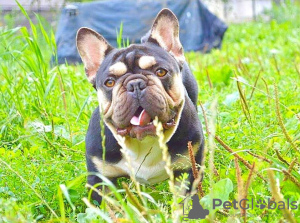 Photos supplémentaires: Porteurs de chiots bouledogue français lilas