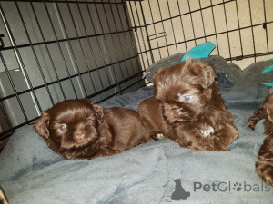 Photo №3. Chiots Shih Tzu.. Suède