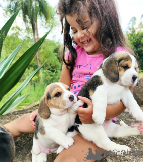 Photo №1. beagle - à vendre en ville de Vilnius | négocié | Annonce №162917