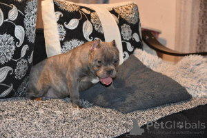 Photo №1. american bully - à vendre en ville de Москва | 2000€ | Annonce №36931