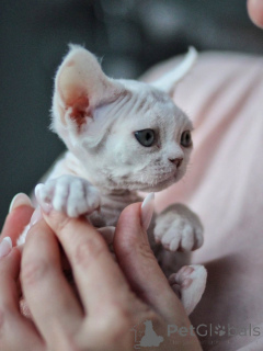 Photo №3. Chatons Devon Rex sociables, idéaux pour les familles aimantes et actives. Allemagne