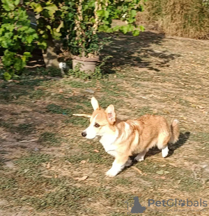 Photo №3. Chiot Welsh Corgi mâle. Serbie