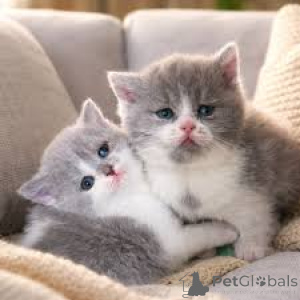 Photo №3. Chatons exotiques British Shorthair. La Grande-Bretagne