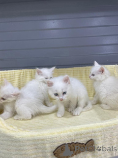 Photo №1. ragdoll - à vendre en ville de Helsinki | Gratuit | Annonce № 165323