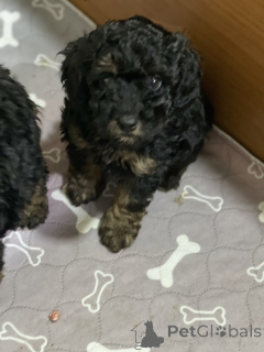 Photo №4. Je vais vendre caniche (jouet) en ville de Belgrade.  - prix - négocié