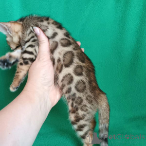 Photo №2 de l'annonce № 135920 de la vente bengal - acheter à USA 