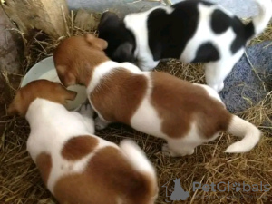 Photo №1. jack russell terrier - à vendre en ville de Kavala | 400€ | Annonce №13063