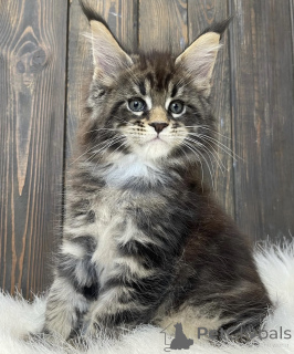 Photo №2 de l'annonce № 163460 de la vente maine coon - acheter à Allemagne éleveur