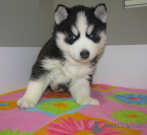 Photo №1. husky de sibérie - à vendre en ville de Varsovie | 350€ | Annonce №55750