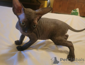 Photo №3. Beaux chatons sphynx, 10 semaines. USA