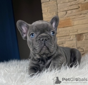 Photo №1. bouledogue - à vendre en ville de Aachen | 1000€ | Annonce №130701