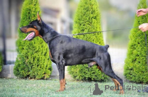 Photo №1. dobermann - à vendre en ville de Obrénovac | négocié | Annonce №150365