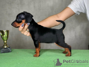 Photo №3. Chiots Mini-Pincher ginazapata4@gmail.com. Allemagne