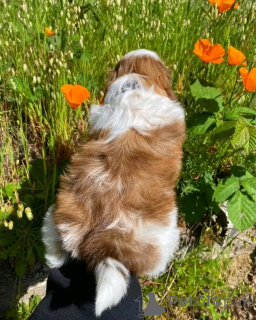 Photo №1. shih tzu - à vendre en ville de Chicago | 531€ | Annonce №138089