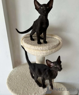 Photo №1. oriental shorthair - à vendre en ville de Erlenbach suis principal | 350€ | Annonce № 174539