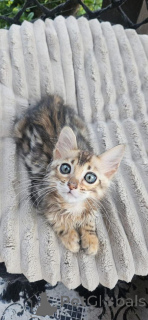 Photo №1. bengal - à vendre en ville de Borlänge | 750€ | Annonce № 153245