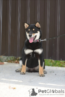 Photos supplémentaires: Chiots Shiba Inu