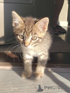 Photo №1. scottish fold - à vendre en ville de Géorgie | Gratuit | Annonce № 148696