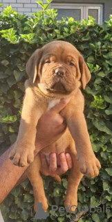 Photo №1. dogue de bordeaux - à vendre en ville de Bremen | négocié | Annonce №124021