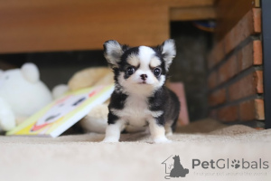 Photo №3. Dean Janet Kay Puppies House. USA