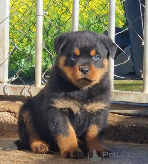 Photo №3. Rottweilers - Canil des grands guerriers. Portugal