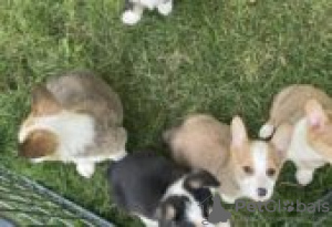 Photo №3. Chiots Pembroke Corgi à vendre. Allemagne