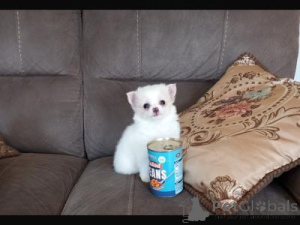 Photo №1. chihuahua - à vendre en ville de Varsovie | négocié | Annonce №166895