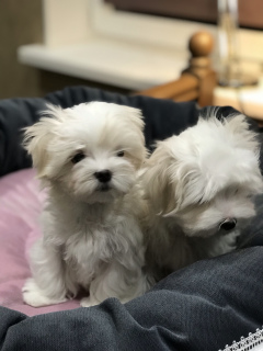 Photo №4. Je vais vendre bichon maltais en ville de Saint-Pétersbourg. de la fourrière - prix - Négocié