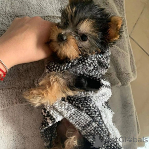 Photo №2 de l'annonce № 157330 de la vente yorkshire terrier - acheter à Suède annonce privée