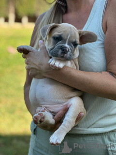 Photos supplémentaires: Chiots à vendre Chiots bouledogues français très mignons