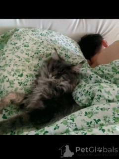 Photo №3. Chatons Maine Kun. Fédération de Russie