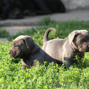 Photo №1. cane corso - à vendre en ville de Varsovie | négocié | Annonce №171212