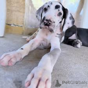 Photo №2 de l'annonce № 166003 de la vente dogue allemand - acheter à Espagne annonce privée, éleveur