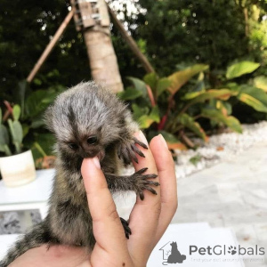 Photo №2 de l'annonce № 161695 de la vente  - acheter à La Grande-Bretagne 